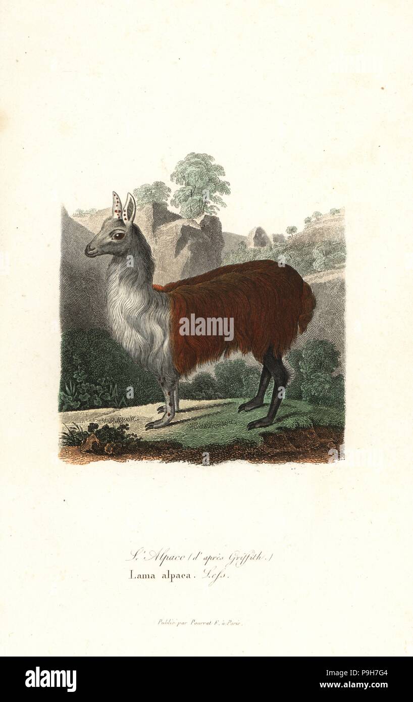 Alpaca, Vicugna pacos. Handcoloured copperplate engraving from Rene Primevere Lesson's Complements de Buffon, Pourrat Freres, Paris, 1838. Stock Photo