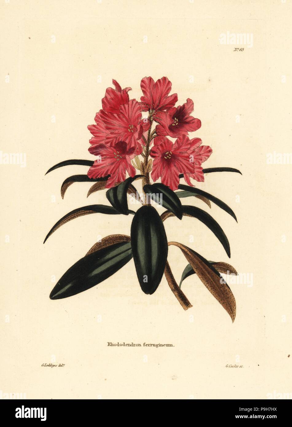 Alpenrose or snow-rose, Rhododendron ferrugineum. Handcoloured copperplate engraving by George Cooke after George Loddiges from Conrad Loddiges' Botanical Cabinet, Hackney, 1817. Stock Photo