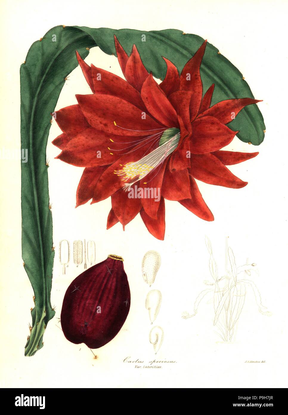 Heliocereus speciosus and seed (Showy brick-red cactus, Cactus speciosus var. latertius). Handcoloured copperplate engraving after a botanical illustration by Rev. J.S. Henslow from Benjamin Maund and the Rev. John Stevens Henslow's The Botanist, London, 1836. Stock Photo