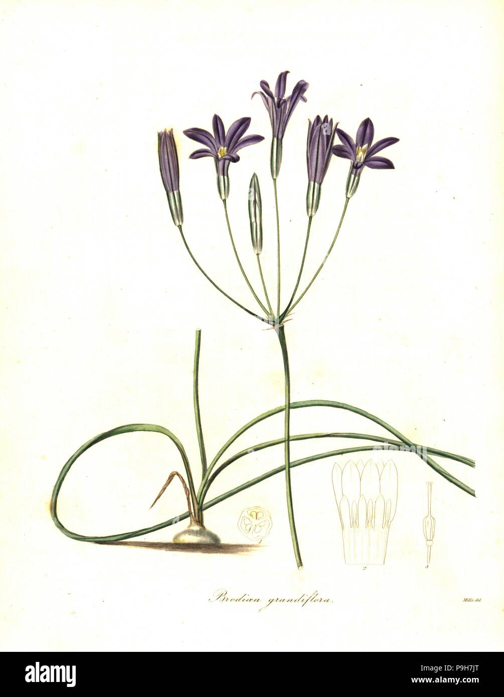 Crown brodiaea, Brodiaea coronaria (Large-flowered brodiaea, Brodiaea grandiflora). Handcoloured copperplate engraving after a botanical illustration by Mills from Benjamin Maund and the Rev. John Stevens Henslow's The Botanist, London, 1836. Stock Photo