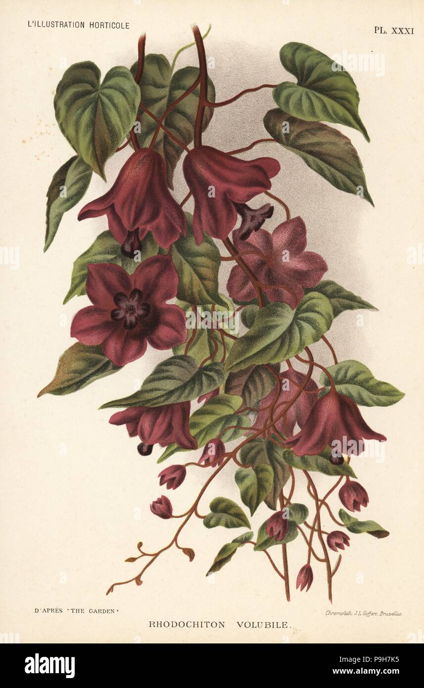 Purple bell vine, Rhodochiton volubile. Chromolithograph by J.L. Goffart after an illustration in The Garden from Jean Linden's l'Illustration Horticole, Brussels, 1895. Stock Photo