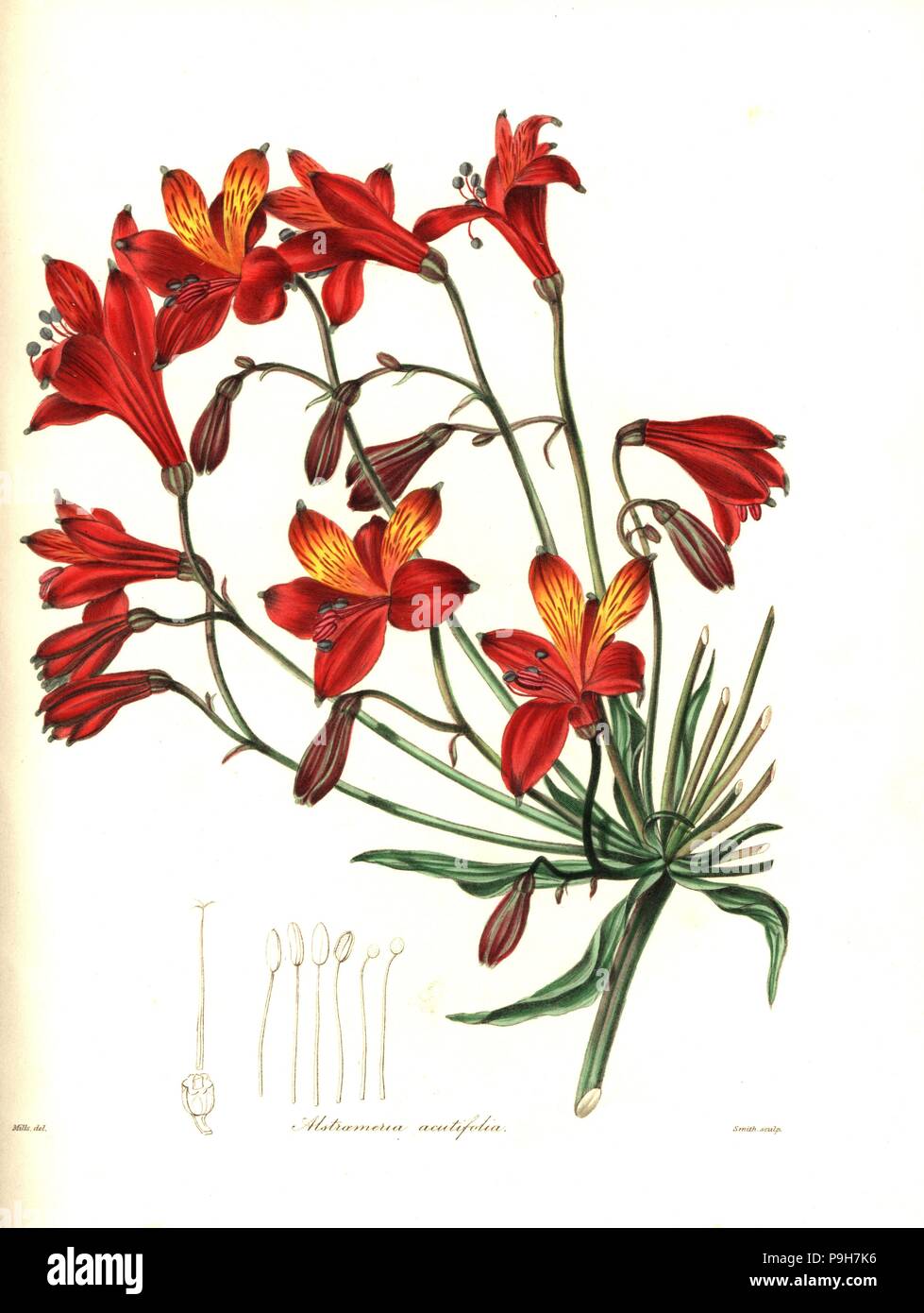 Bomarea acutifolia (Sharp-leaved alstroemeria, Alstroemeria acutifolia). Handcoloured copperplate engraving by Smith after a botanical illustration by MIlls from Benjamin Maund and the Rev. John Stevens Henslow's The Botanist, London, 1836. Stock Photo