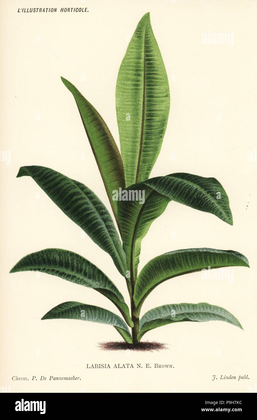 Labisia alata. Chromolithograph by Pieter de Pannemaeker from Jean Linden's l'Illustration Horticole, Brussels, 1885. Stock Photo