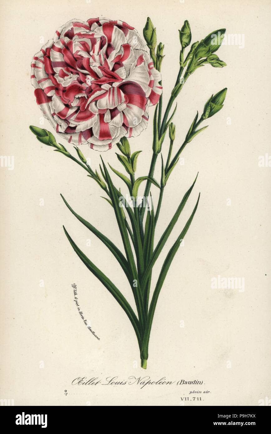 Oeillet Louis Napoleon carnation hybrid, Dianthus caryophyllus. Handcoloured lithograph from Louis van Houtte and Charles Lemaire's Flowers of the Gardens and Hothouses of Europe, Flore des Serres et des Jardins de l'Europe, Ghent, Belgium, 1867-1868. Stock Photo
