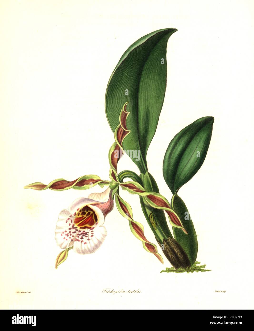 Twisted trichopilia orchid, Trichopilia tortilis. Handcoloured copperplate engraving by S. Nevitt after a botanical illustration by Mrs Augusta Withers from Benjamin Maund and the Rev. John Stevens Henslow's The Botanist, London, 1836. Stock Photo