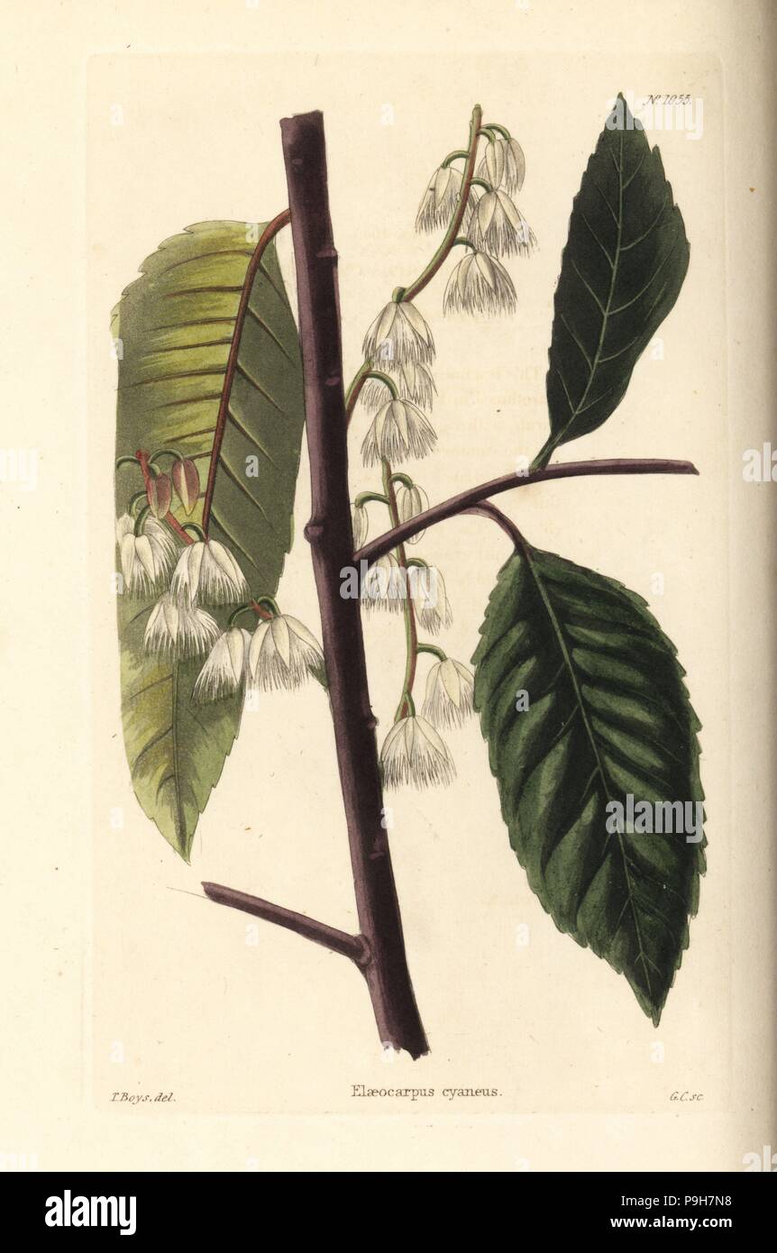 Blueberry ash, Elaeocarpus reticulatus (Elaeocarpus cyaneus). Handcoloured copperplate engraving by George Cooke after Thomas Shotter Boys from Conrad Loddiges' Botanical Cabinet, Hackney, 1825. Stock Photo