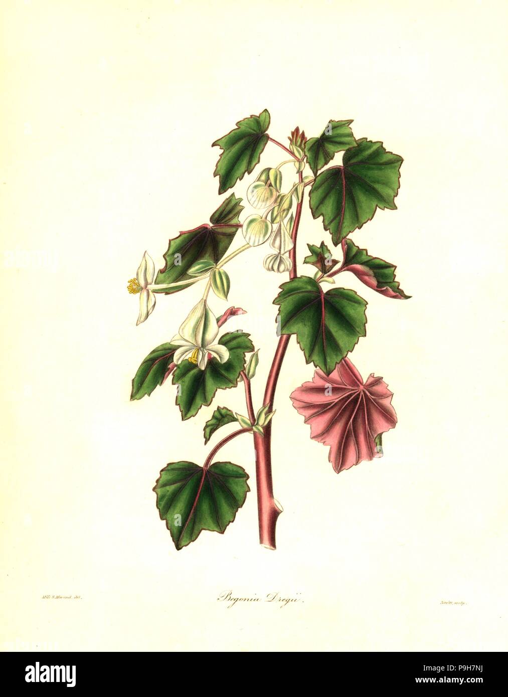 Drege's begonia, Begonia dregei. Handcoloured copperplate engraving by S. Nevitt after a botanical illustration by Miss Sara Maund from Benjamin Maund and the Rev. John Stevens Henslow's The Botanist, London, 1836. Stock Photo