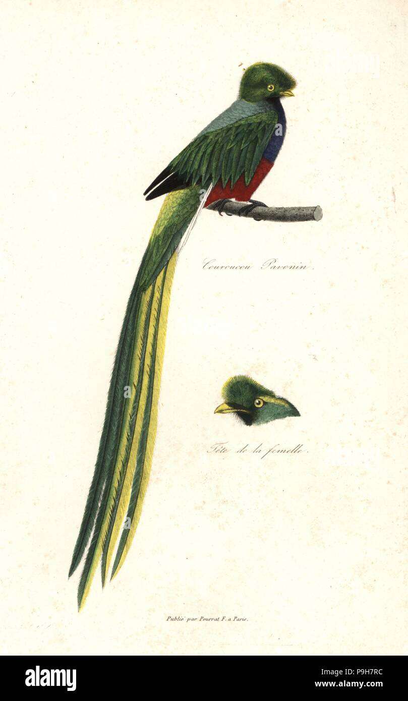 Pavonine quetzal, Pharomachrus pavoninus (Trogon pavoninus). Head of female. Handcoloured copperplate engraving from Rene Primevere Lesson's Complements de Buffon, Pourrat Freres, Paris, 1838. Stock Photo