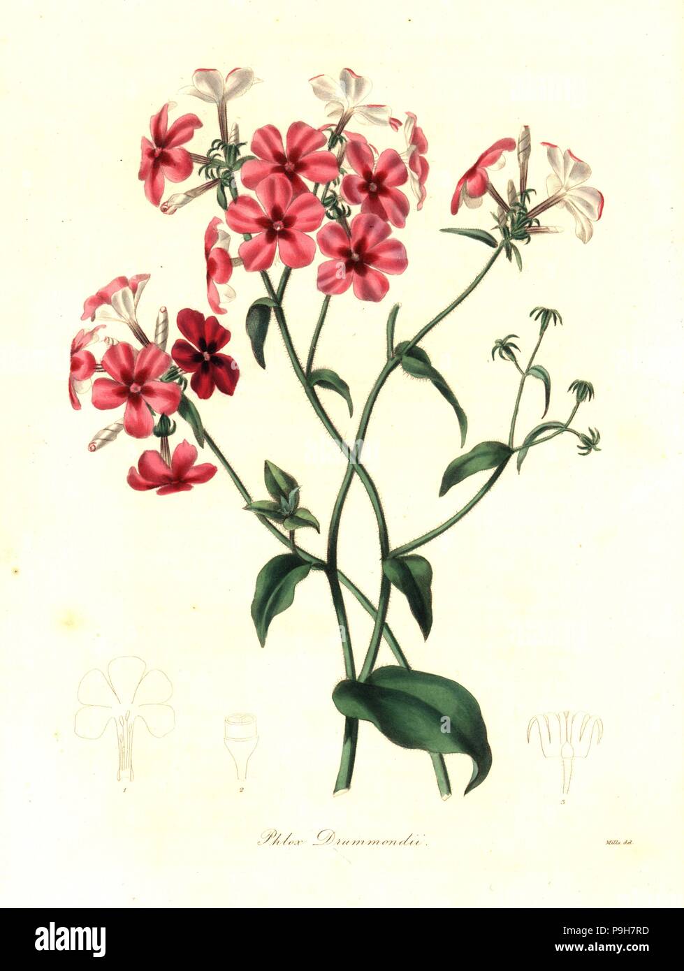 Drummond's phlox, Phlox drummondii. Handcoloured copperplate engraving by Watts after a botanical illustration by Mills from Benjamin Maund and the Rev. John Stevens Henslow's The Botanist, London, 1836. Stock Photo