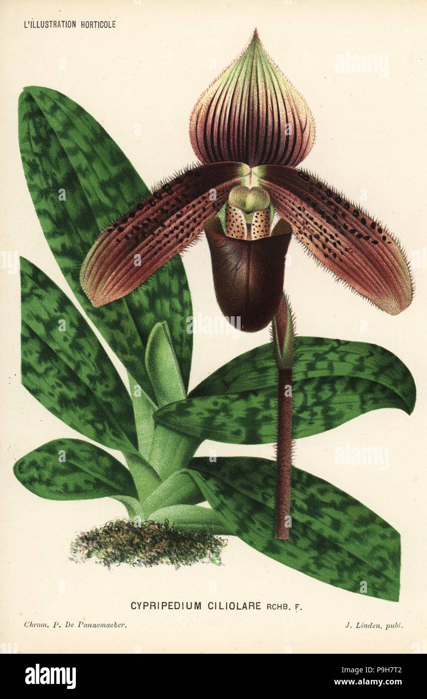 Short haired paphiopedilum orchid, Paphiopedilum ciliolare (Cypripedium ciliolare). Endangered. Chromolithograph by P. de Pannemaeker from Jean Linden's l'Illustration Horticole, Brussels, 1884. Stock Photo