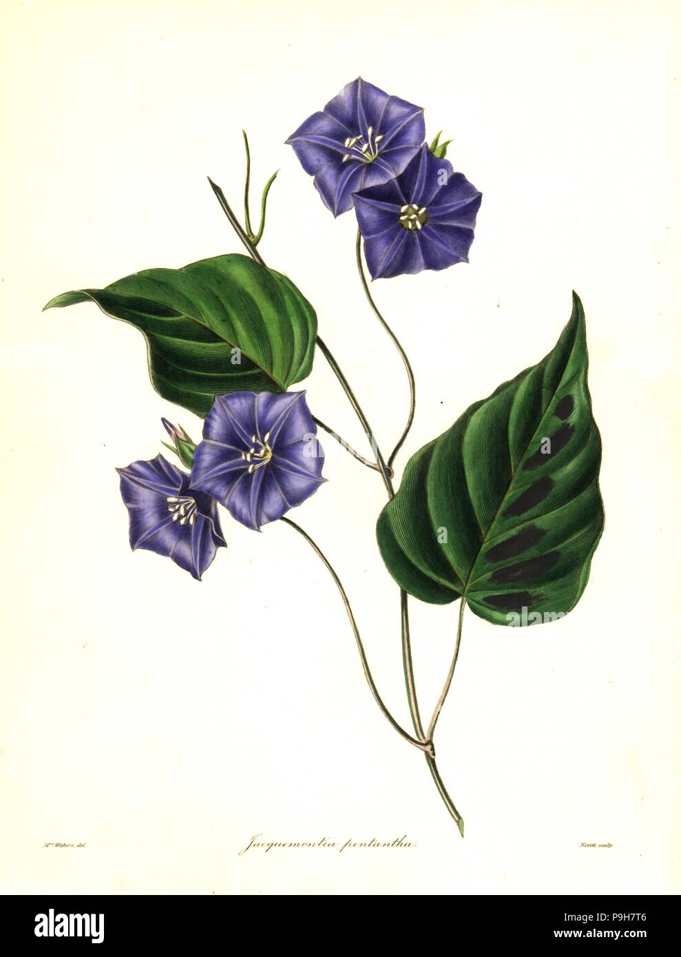 Five-flowered jacquemontia, Jacquemontia pentathos. Handcoloured copperplate engraving by S. Nevitt after a botanical illustration by Mrs Augusta Withers from Benjamin Maund and the Rev. John Stevens Henslow's The Botanist, London, 1836. Stock Photo