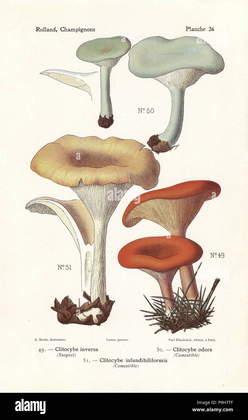 Tawny funnel cap, Lepista flaccida (Clitocybe inversa, Clitocybe infundibiliformis) and aniseed toadstool, Clitocybe odora. Chromolithograph by Lassus after an illustration by A. Bessin from Leon Rolland's Guide to Mushrooms from France, Switzerland and Belgium, Atlas des Champignons, Paul Klincksieck, Paris, 1910. Stock Photo