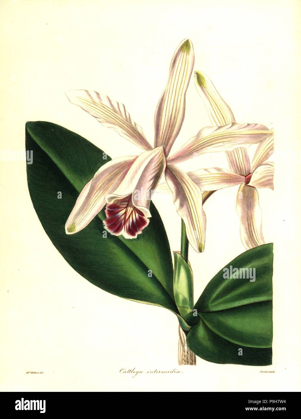 Intermediate cattleya orchid, Cattleya indermedia. Handcoloured copperplate engraving by S. Nevitt after a botanical illustration by Mrs Augusta Withers from Benjamin Maund and the Rev. John Stevens Henslow's The Botanist, London, 1836. Stock Photo