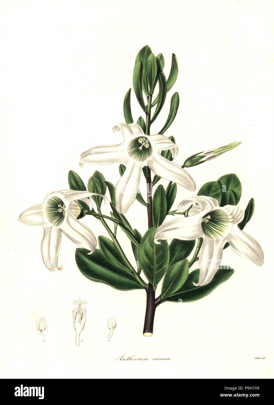 Sticky tailflower or glutinous anthocercis, Anthocercis viscosa. Handcoloured copperplate engraving after a botanical illustration by Mills from Benjamin Maund and the Rev. John Stevens Henslow's The Botanist, London, 1836. Stock Photo