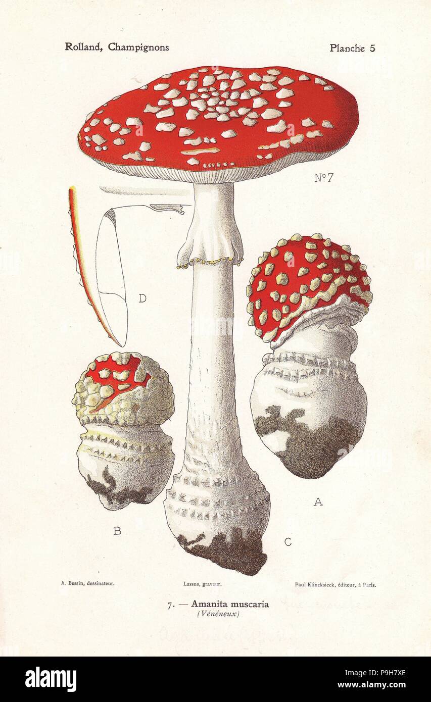 Fly agaric mushroom, Amanita muscaria. Poisonous psychoactive mushroom. Chromolithograph by Lassus after an illustration by A. Bessin from Leon Rolland's Guide to Mushrooms from France, Switzerland and Belgium, Atlas des Champignons, Paul Klincksieck, Paris, 1910. Stock Photo