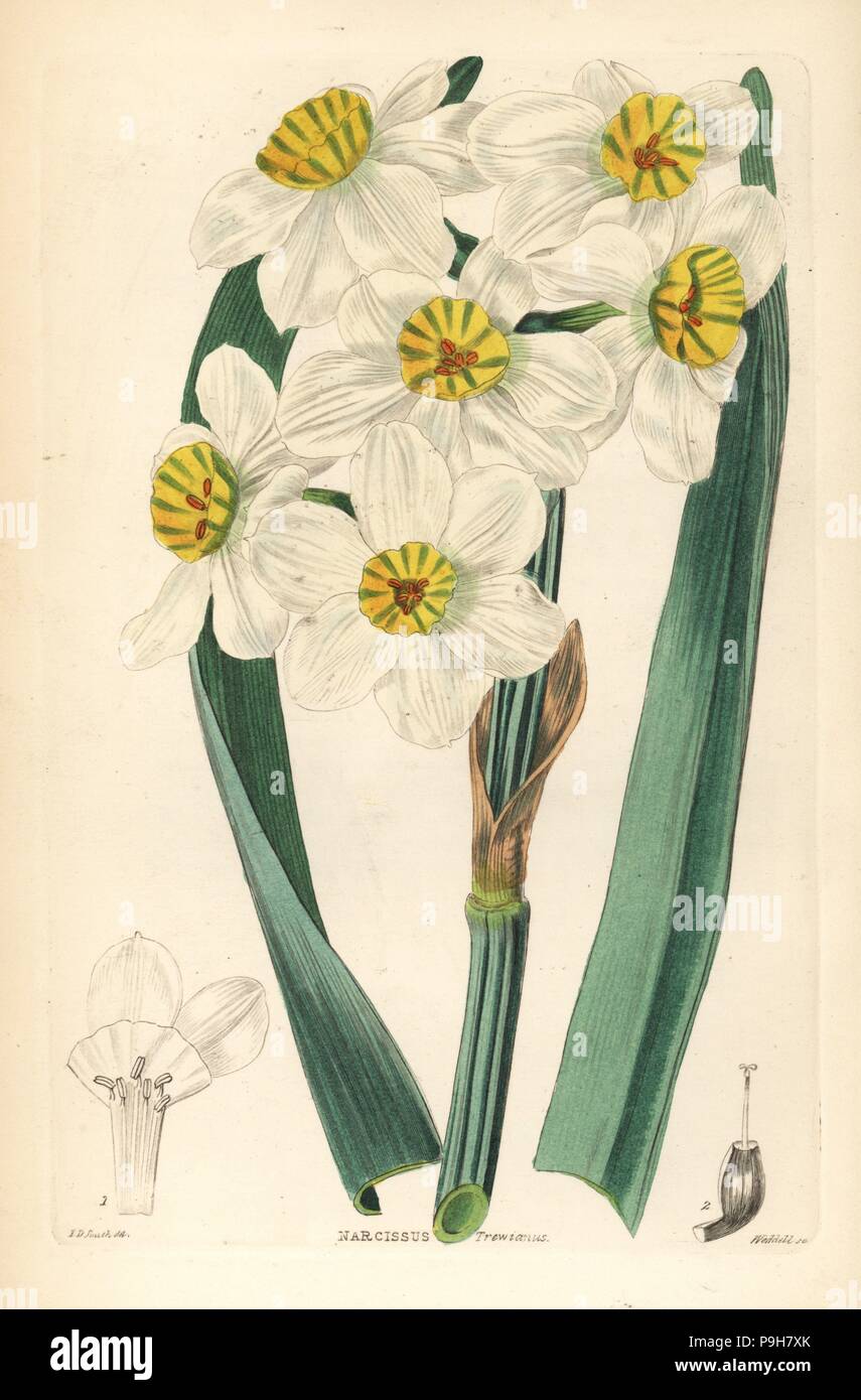 Paperwhite or bunch-flowered daffodil, Narcissus tazetta (Bazelman Major narcissus, Narcissus trewianus). Handcoloured copperplate engraving by Weddell after Edwin Dalton Smith from John Lindley and Robert Sweet's Ornamental Flower Garden and Shrubbery, G. Willis, London, 1854. Stock Photo