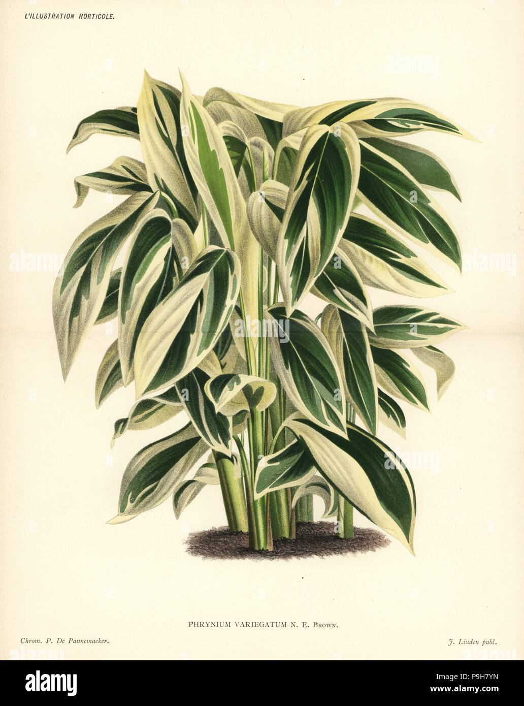 Maranta or arrowroot, Maranta arundinacea (Phrynium variegatum). Chromolithograph by Pieter de Pannemaeker from Jean Linden's l'Illustration Horticole, Brussels, 1885. Stock Photo