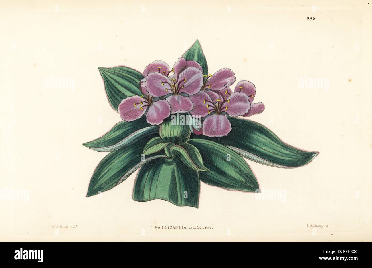 Spiderwort, Tradescantia crassifolia var. acaulis (Iridescent tradescantia, Tradescantia iridescens). Handcoloured copperplate engraving by G. Barclay after W. B. Booth from John Lindley and Robert Sweet's Ornamental Flower Garden and Shrubbery, G. Willis, London, 1854. Stock Photo