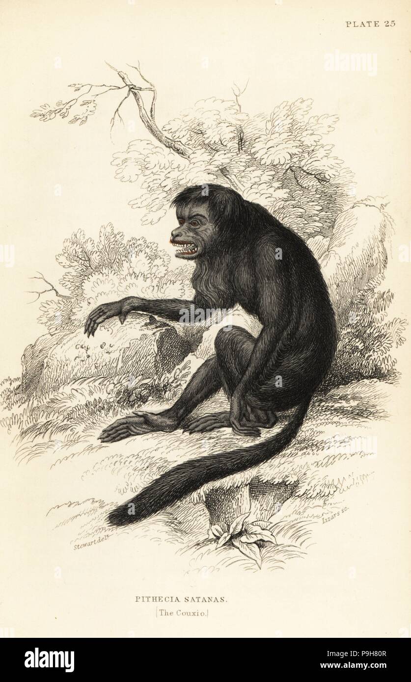 Black-bearded saki, Chiropotes satanas (Couxio, Pithecia satanas