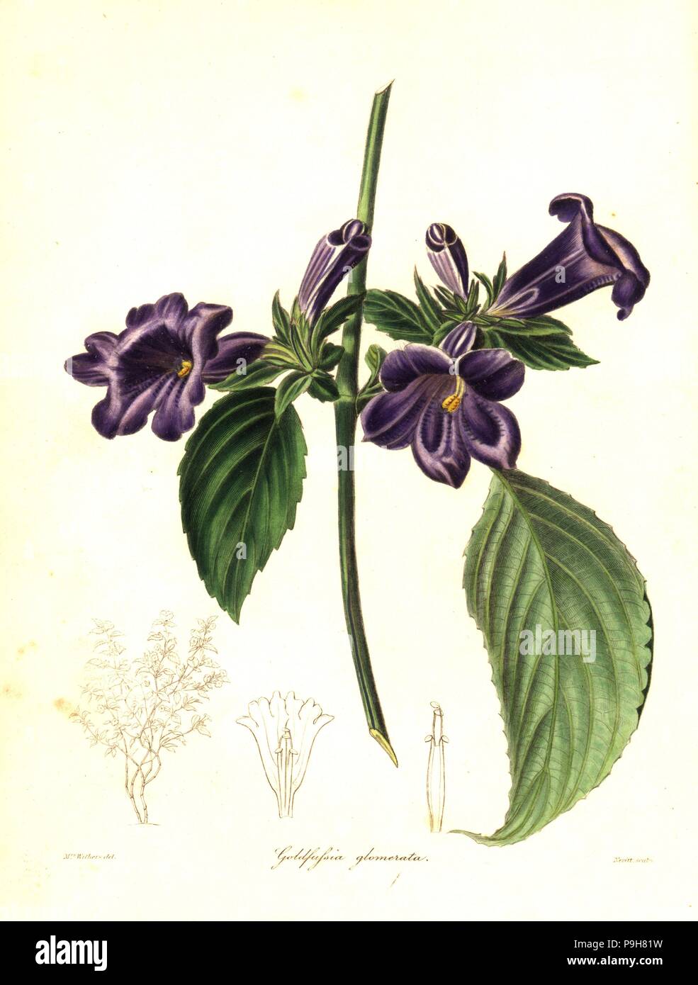 Strobilanthes glomerata (Clustered goldfussia, Goldfussia glomerata). Handcoloured copperplate engraving by S. Nevitt after a botanical illustration by Mrs Augusta Withers from Benjamin Maund and the Rev. John Stevens Henslow's The Botanist, London, 1836. Stock Photo