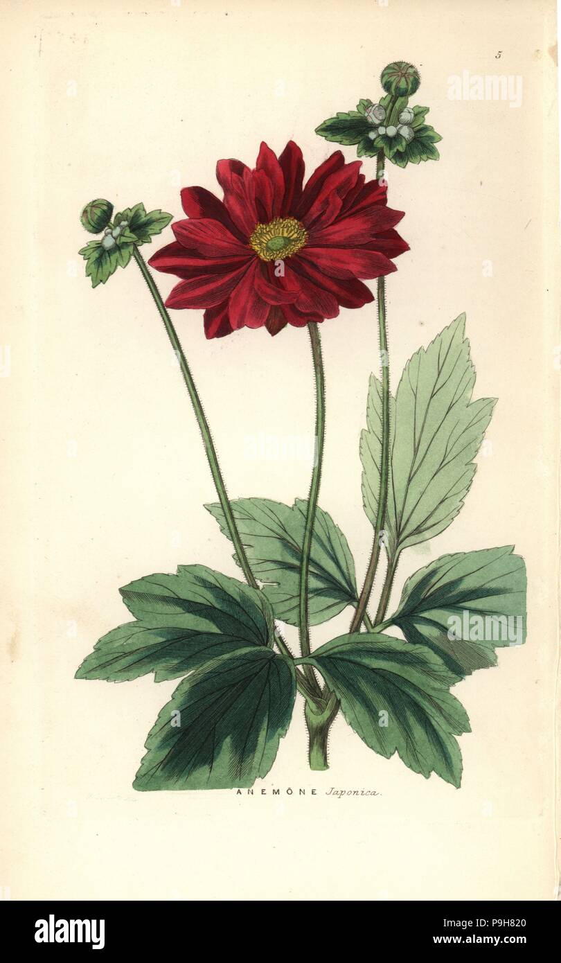 Anemone scabiosa (Japanese anemone, Anemone japonica). Handcoloured copperplate engraving by G. Barclay after Miss Sarah Drake from John Lindley and Robert Sweet's Ornamental Flower Garden and Shrubbery, G. Willis, London, 1854. Stock Photo