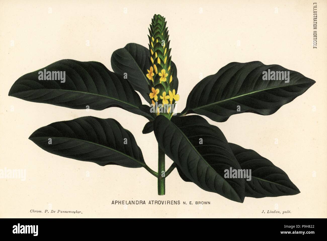 Aphelandra bahiensis (Aphelandra atrovirens). Chromolithograph by P. de Pannemaeker from Jean Linden's l'Illustration Horticole, Brussels, 1884. Stock Photo