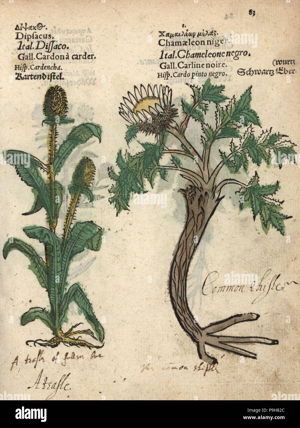 Teasel, Dipsacus fullonum, and pale globe thistle, Echinops sphaerocephalus. Handcoloured woodblock engraving of a botanical illustration from Adam Lonicer's Krauterbuch, or Herbal, Frankfurt, 1557. This from a 17th century pirate edition or atlas of illustrations only, with captions in Latin, Greek, French, Italian, German, and in English manuscript. Stock Photo