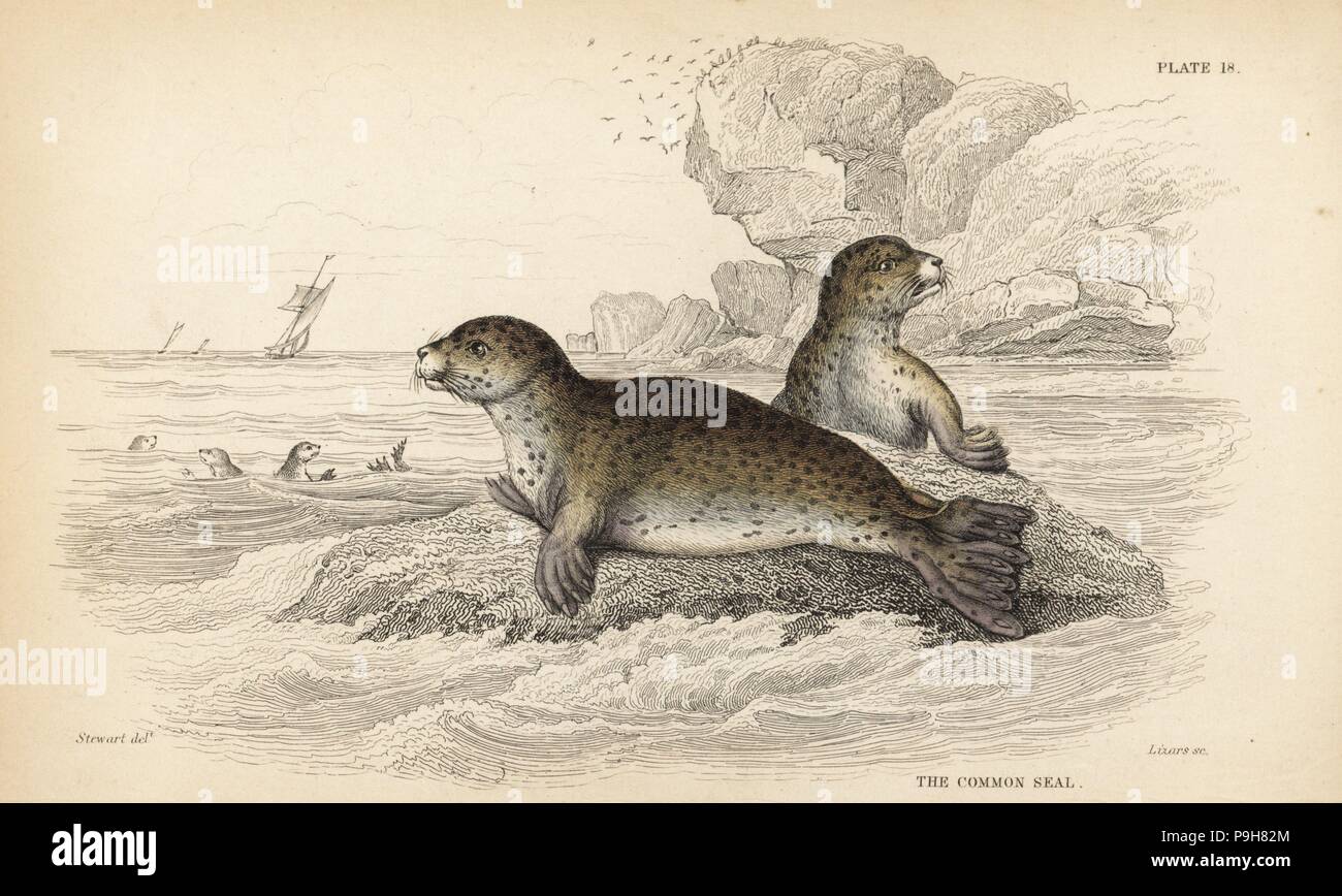 Common or harbour seal, Phoca vitulina. Handcoloured steel engraving by Lizars after an illustration by James Stewart from William Jardine's Naturalist's Library, Edinburgh, 1836. Stock Photo