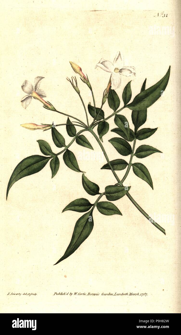Common jasmine or jessamine, Jasminum officinale. Handcolured