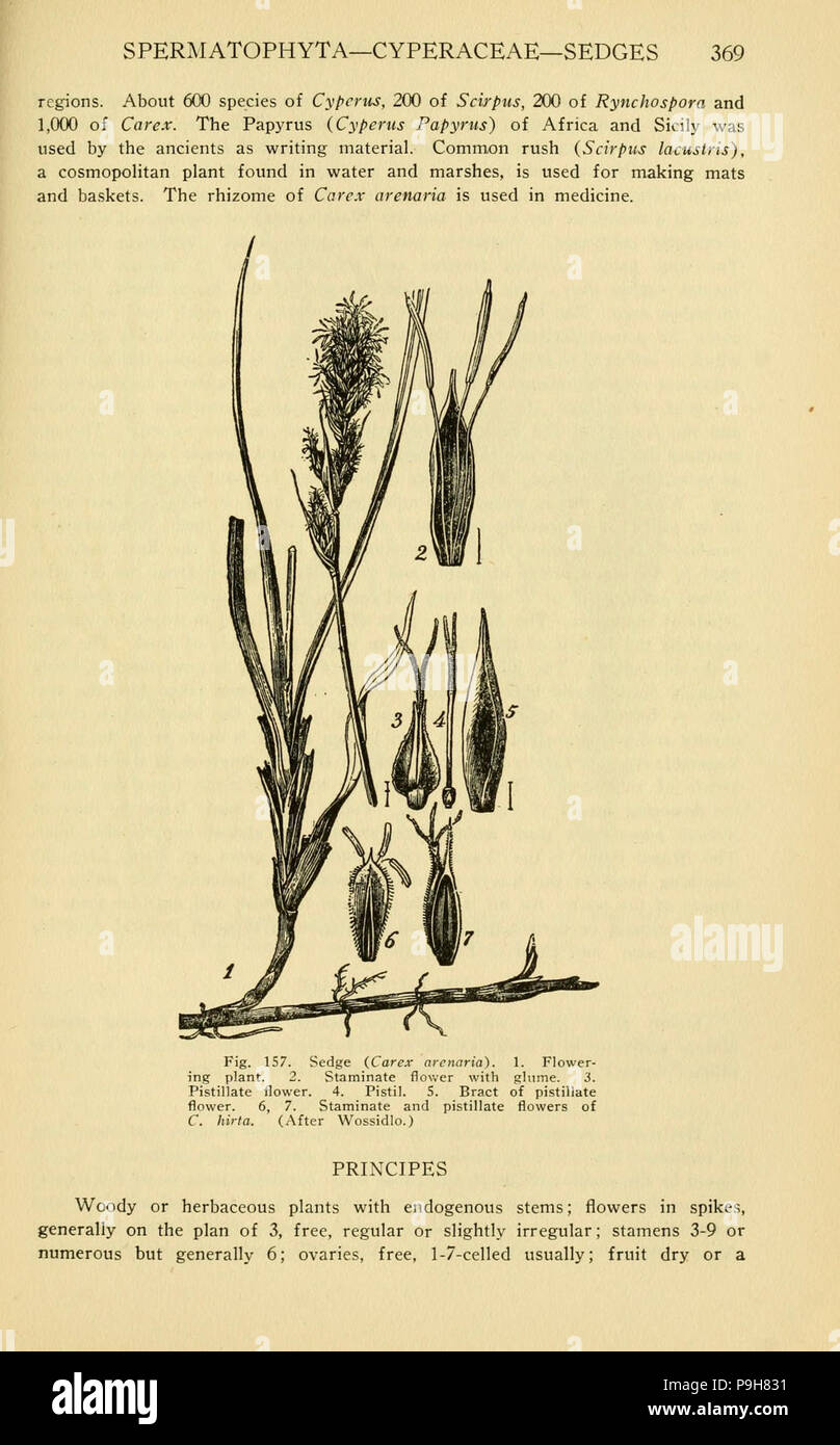 A manual of poisonous plants (Page 369, Fig. 157) Stock Photo