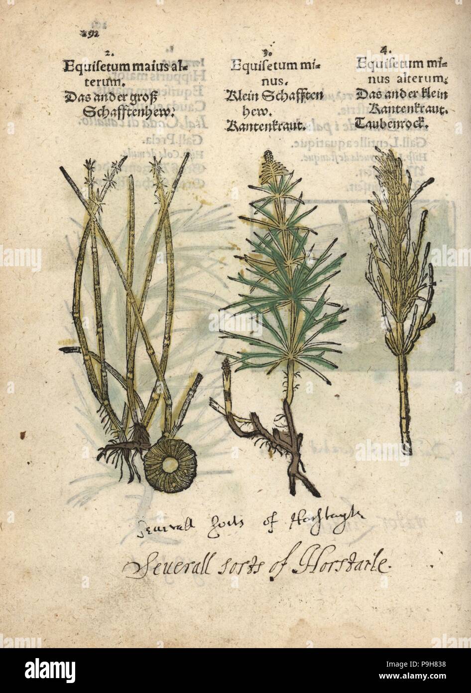 Horsetail varieties, Equisetum species. Handcoloured woodblock engraving of a botanical illustration from Adam Lonicer's Krauterbuch, or Herbal, Frankfurt, 1557. This from a 17th century pirate edition or atlas of illustrations only, with captions in Latin, Greek, French, Italian, German, and in English manuscript. Stock Photo