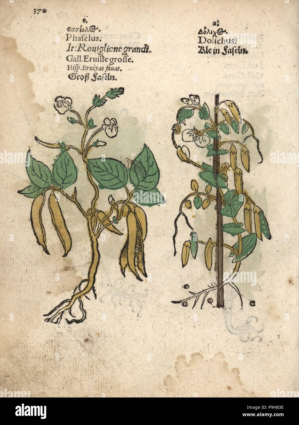 Common bean, Phaseolus vulgaris, and small bean variety, Dolichos species. Handcoloured woodblock engraving of a botanical illustration from Adam Lonicer's Krauterbuch, or Herbal, Frankfurt, 1557. This from a 17th century pirate edition or atlas of illustrations only, with captions in Latin, Greek, French, Italian, German, and in English manuscript. Stock Photo