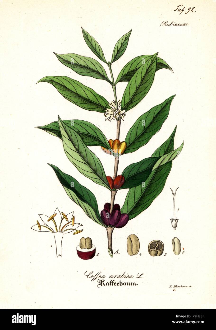 Coffee plant, Coffea arabica. Handcoloured copperplate engraving by F