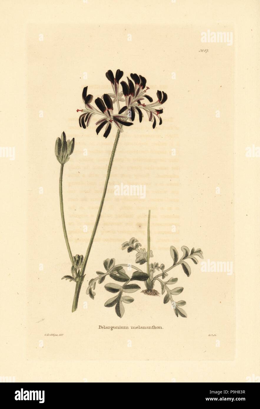 Pelargonium auritum (Pelargonium melananthon). Handcoloured copperplate engraving by George Cooke after George Loddiges from Conrad Loddiges' Botanical Cabinet, Hackney, 1817. Stock Photo