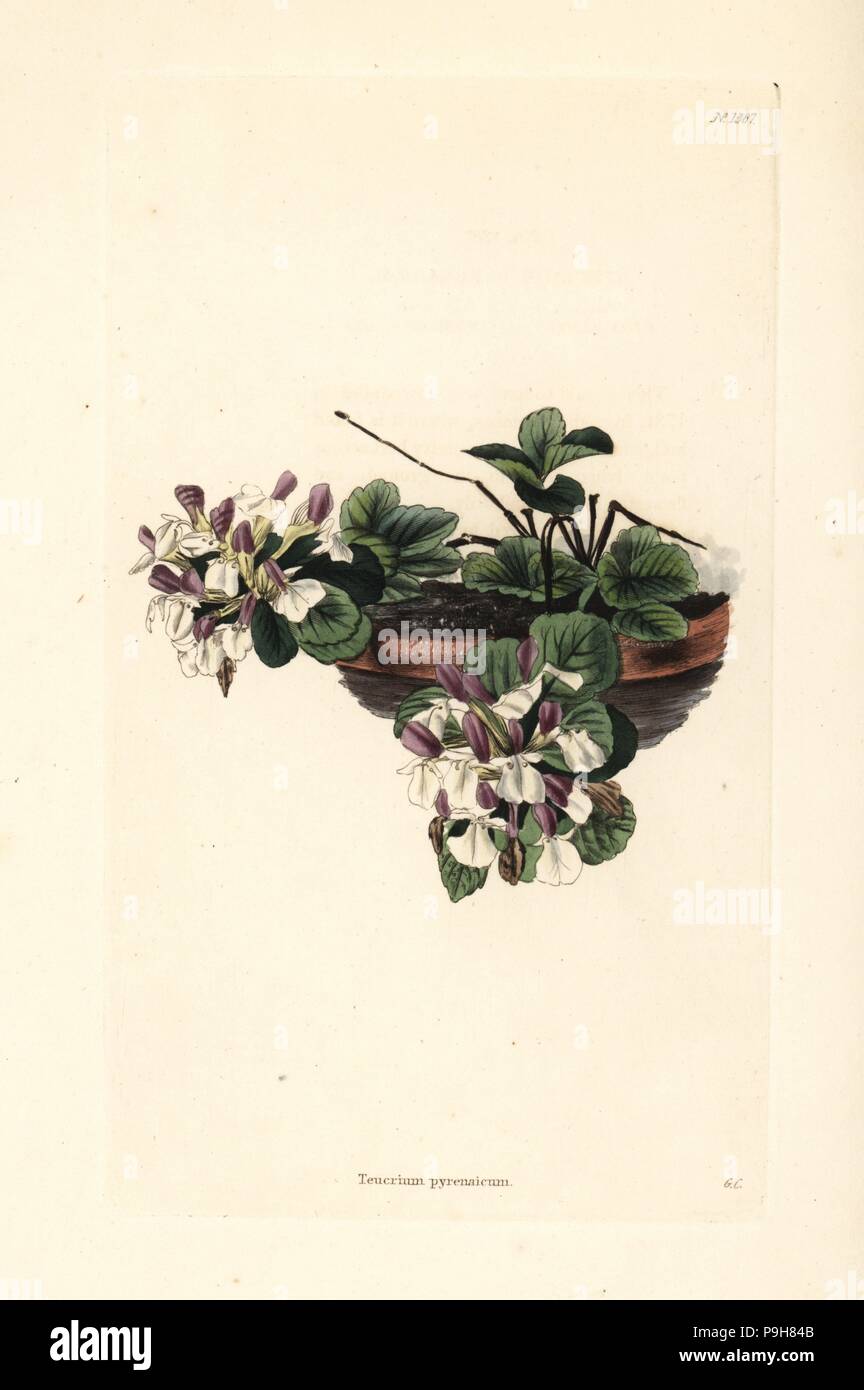 Pyranean germander, Teucrium pyrenaicum. Handcoloured copperplate engraving by George Cooke from Conrad Loddiges' Botanical Cabinet, Hackney, 1828. Stock Photo