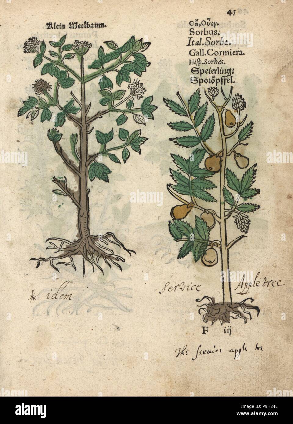 Ash tree, Fraxinus species and service tree, Sorbus domestica. Handcoloured woodblock engraving of a botanical illustration from Adam Lonicer's Krauterbuch, or Herbal, Frankfurt, 1557. This from a 17th century pirate edition or atlas of illustrations only, with captions in Latin, Greek, French, Italian, German, and in English manuscript. Stock Photo