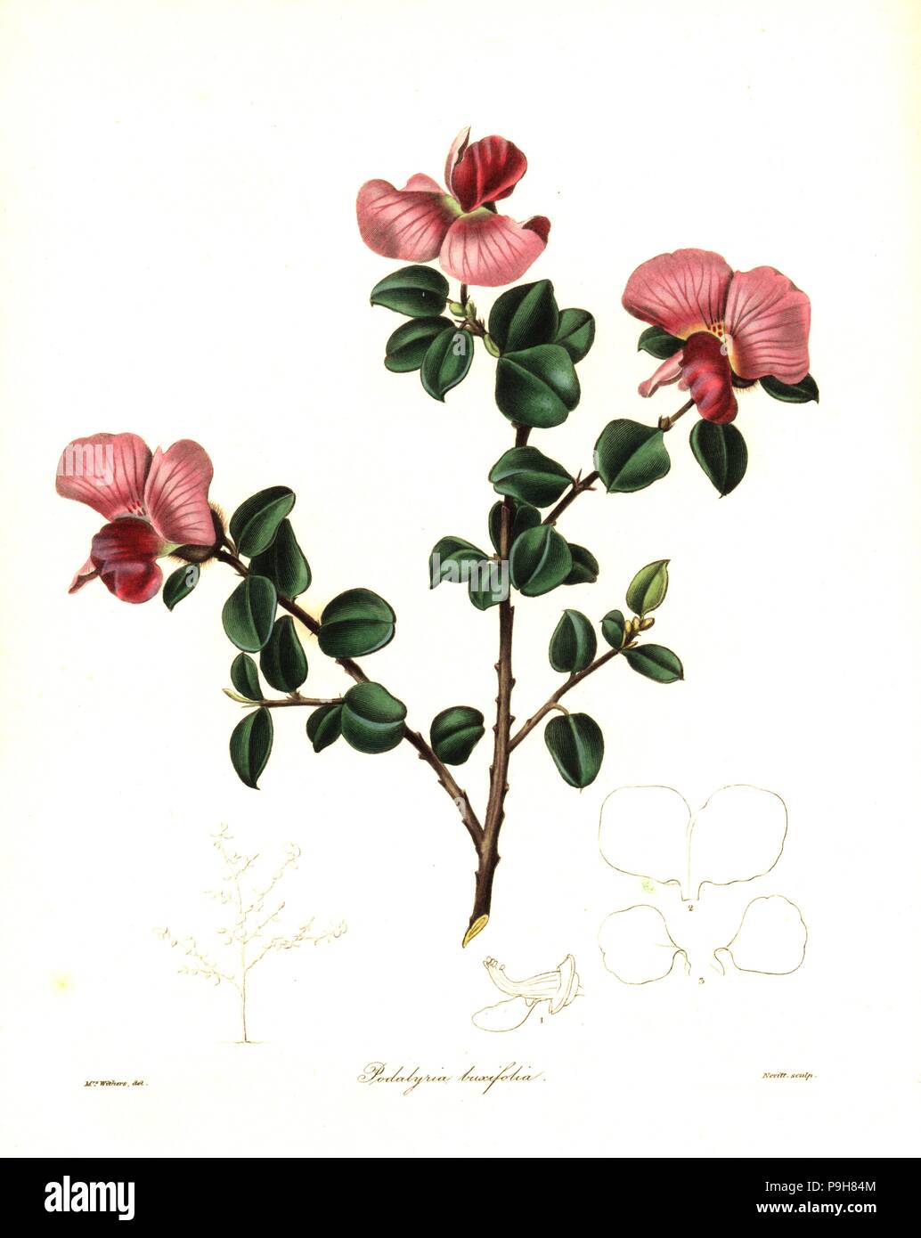 Podalyria glauca (Box-leaved podalyria, Podalyria buxifolia). Handcoloured copperplate engraving by S. Nevitt after a botanical illustration by Mrs Augusta Withers from Benjamin Maund and the Rev. John Stevens Henslow's The Botanist, London, 1836. Stock Photo