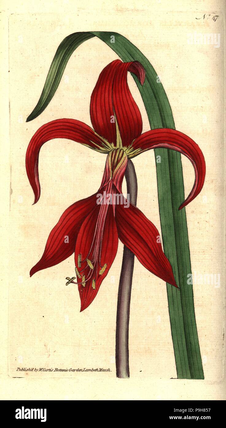 Jacobean lily or Aztec lily, Sprekelia formosissima (Jacobean amaryllis, Amaryllis formosissima). Handcolured copperplate engraving and botanical illustration by James Sowerby from William Curtis' The Botanical Magazine, Lambeth Marsh, London, 1787. Stock Photo