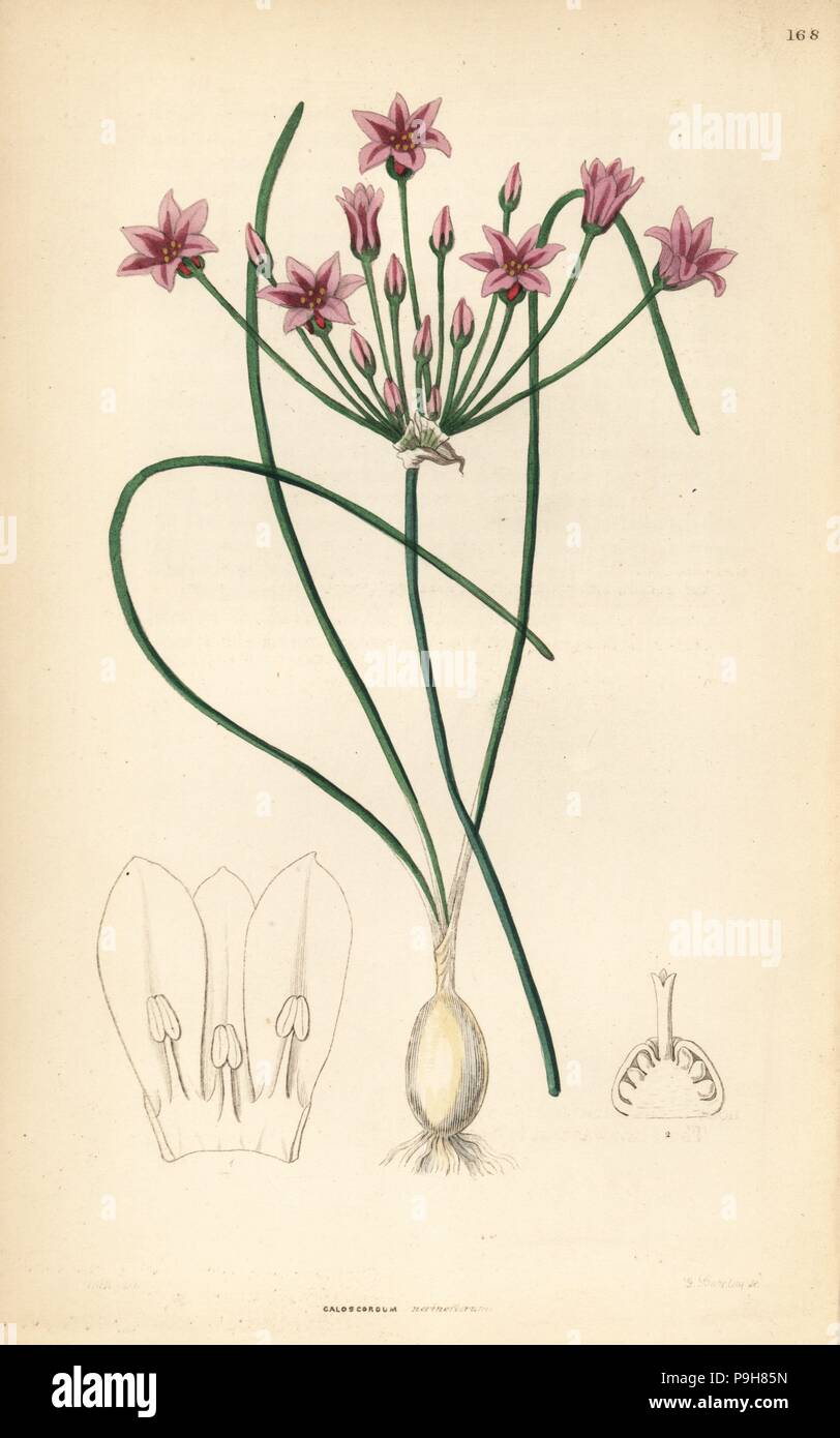 Wild onion, Allium neriniflorum (Nerine-flowered caloscord, Caloscordum nerineflorum). Handcoloured copperplate engraving by G. Barclay after Miss Sarah Drake from John Lindley and Robert Sweet's Ornamental Flower Garden and Shrubbery, G. Willis, London, 1854. Stock Photo