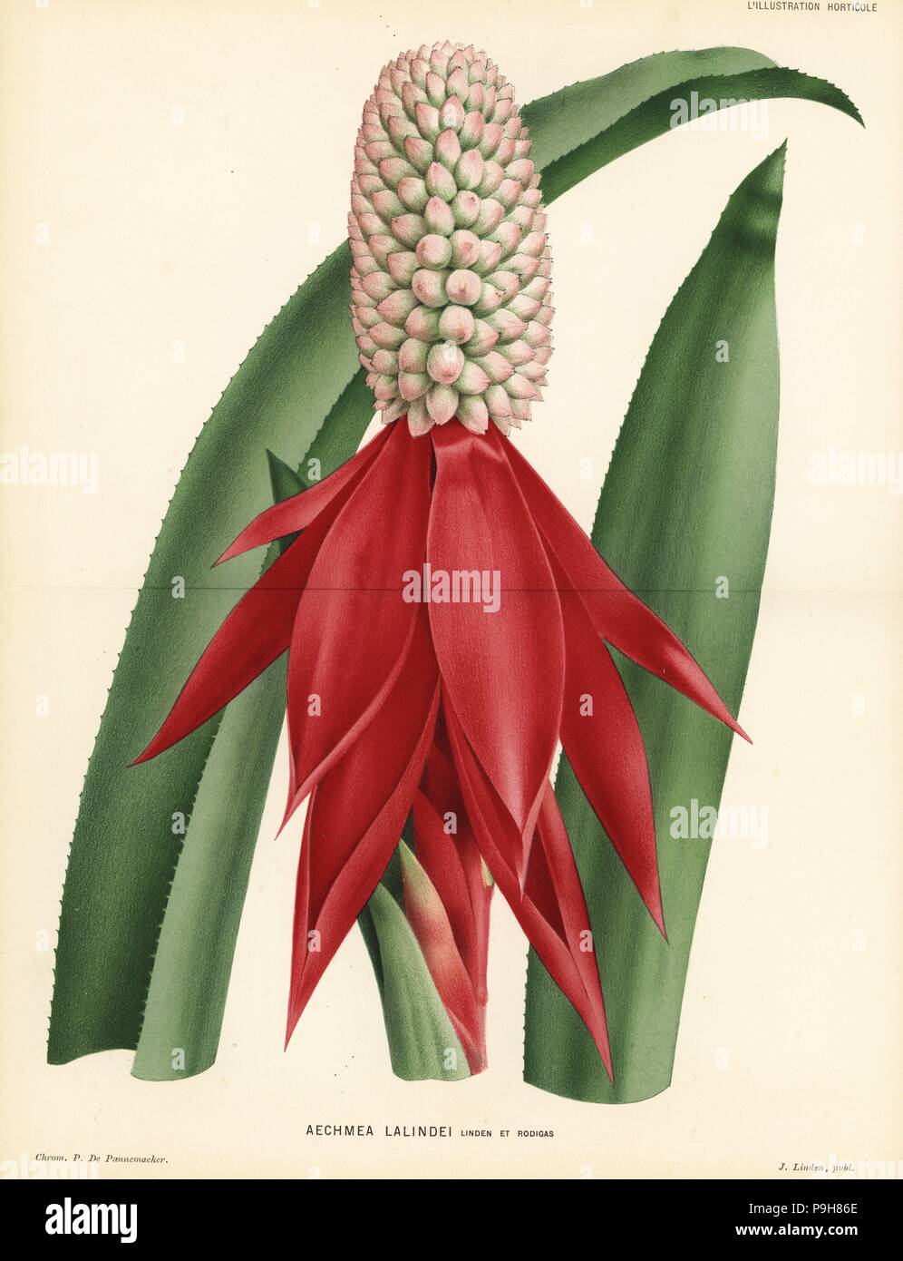 Aechmea mariae-reginae (Aechmea lalindei). Chromolithograph by Pieter de Pannemaeker from Jean Linden's l'Illustration Horticole, Brussels, 1883. Stock Photo
