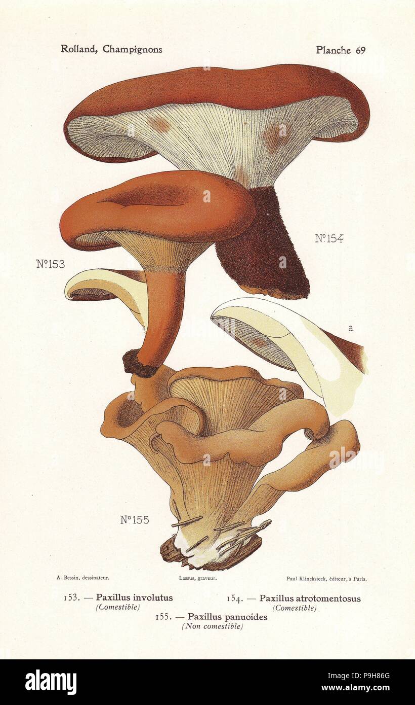 Brown roll-rim, Paxillus involutus, velvet rollrim, Paxillus atrotomentosus, and Tapinella panuoides (Paxillus panuoides). Chromolithograph by Lassus after an illustration by A. Bessin from Leon Rolland's Guide to Mushrooms from France, Switzerland and Belgium, Atlas des Champignons, Paul Klincksieck, Paris, 1910. Stock Photo
