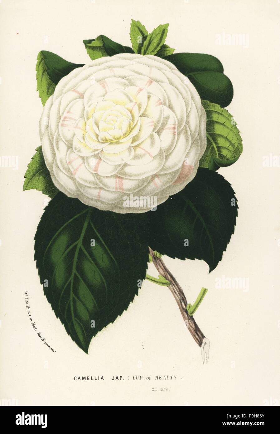 Cup of Beauty, hybrid camellia, Camellia japonica. Handcoloured lithograph from Louis van Houtte and Charles Lemaire's Flowers of the Gardens and Hothouses of Europe, Flore des Serres et des Jardins de l'Europe, Ghent, Belgium, 1867-1868. Stock Photo