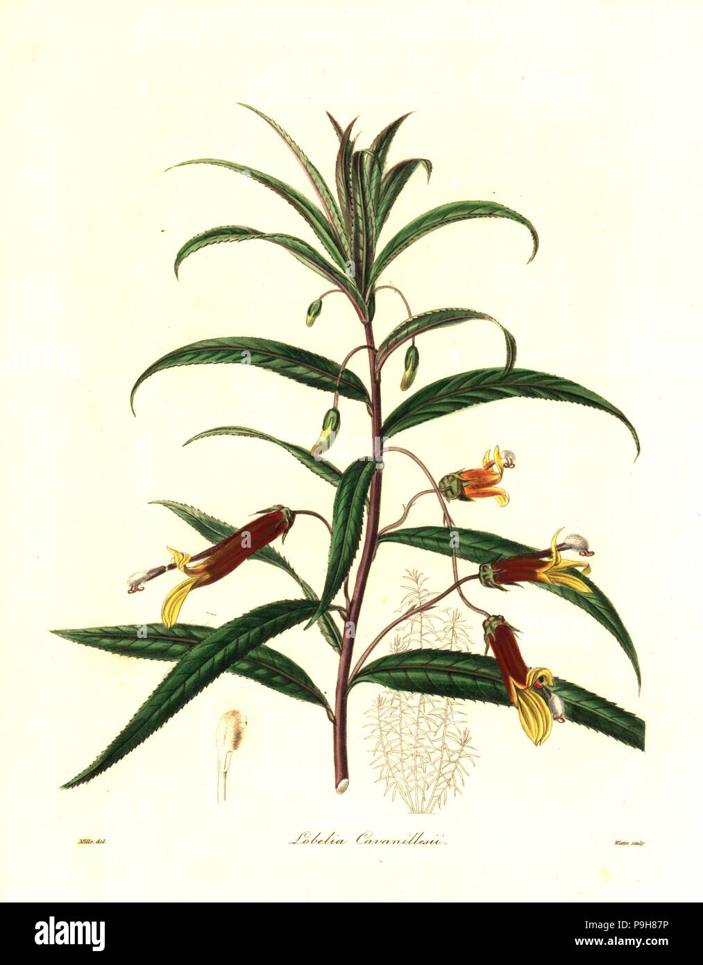 Mexican lobelia, Lobelia laxiflora (Cavanille's lobelia, Lobelia cavanillesii). Handcoloured copperplate engraving by Watts after a botanical illustration by MIlls from Benjamin Maund and the Rev. John Stevens Henslow's The Botanist, London, 1836. Stock Photo