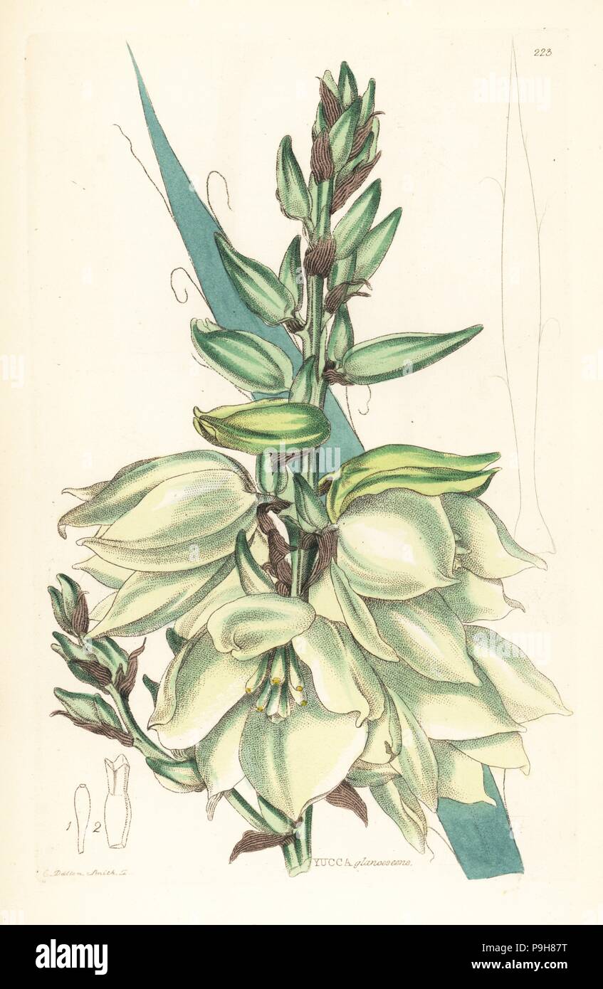 Adam's needle or needle palm, Yucca flaccida (Glaucescent Adam's needle, Yucca glaucescens). Handcoloured copperplate engraving by Weddell after Edwin Dalton Smith from John Lindley and Robert Sweet's Ornamental Flower Garden and Shrubbery, G. Willis, London, 1854. Stock Photo