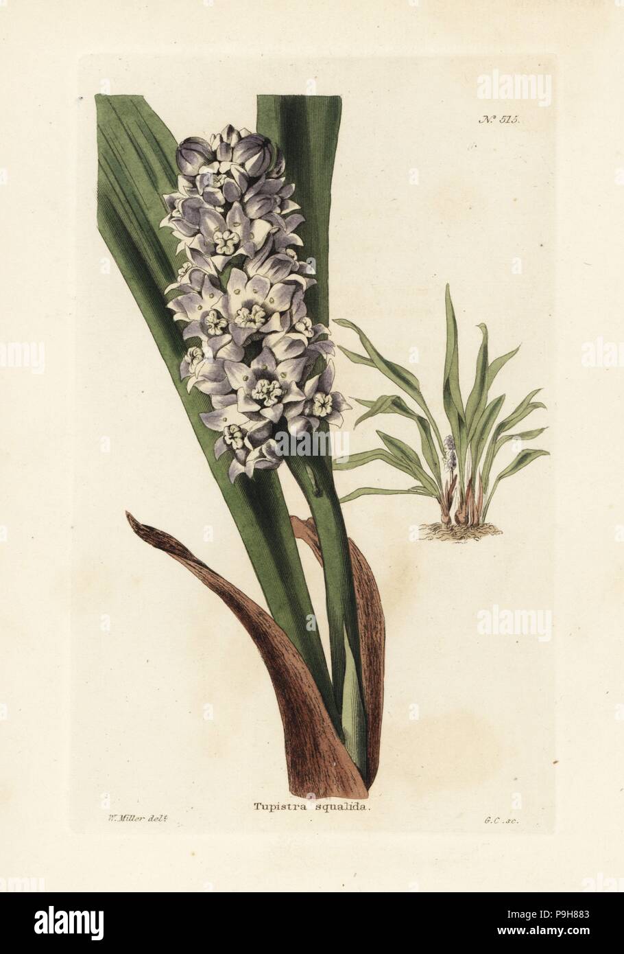 Tupistra squalida. Handcoloured copperplate engraving by George Cooke after an illustration by William Miller from Conrad Loddiges' Botanical Cabinet, Hackney, London, 1821. Stock Photo