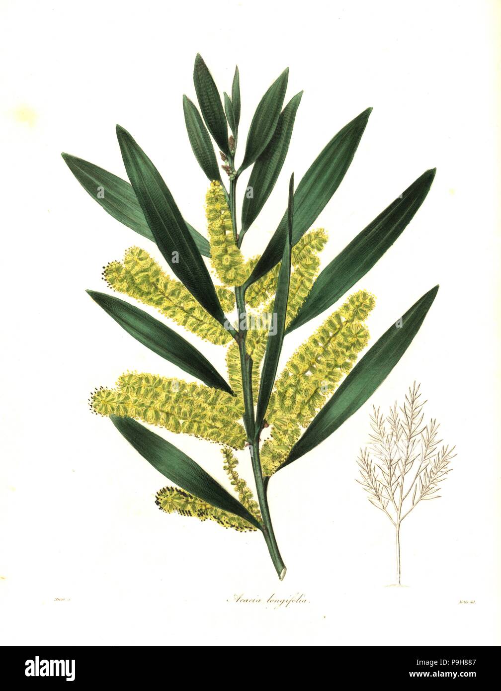Long-leaved wattle or long-leaved acacia, Acacia longifolia. Handcoloured copperplate engraving by S. Nevitt after a botanical illustration by Mills from Benjamin Maund and the Rev. John Stevens Henslow's The Botanist, London, 1836. Stock Photo