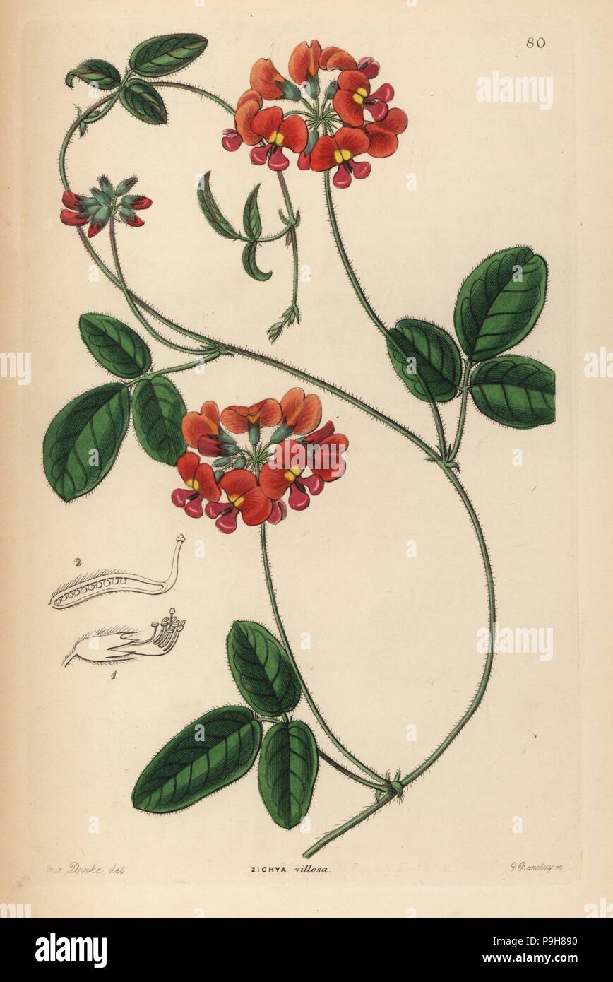 Villous zichya, Zichya villosa. Handcoloured copperplate engraving by G. Barclay after Miss Sarah Drake from John Lindley and Robert Sweet's Ornamental Flower Garden and Shrubbery, G. Willis, London, 1854. Stock Photo