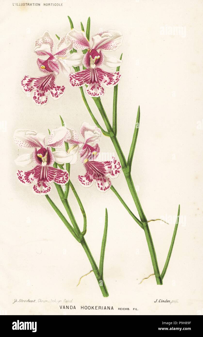 Papilionanthe hookeriana orchid (Vanda hookeriana). Chromolithograph by P. Stroobant from Jean Linden's l'Illustration Horticole, Brussels, 1883. Stock Photo