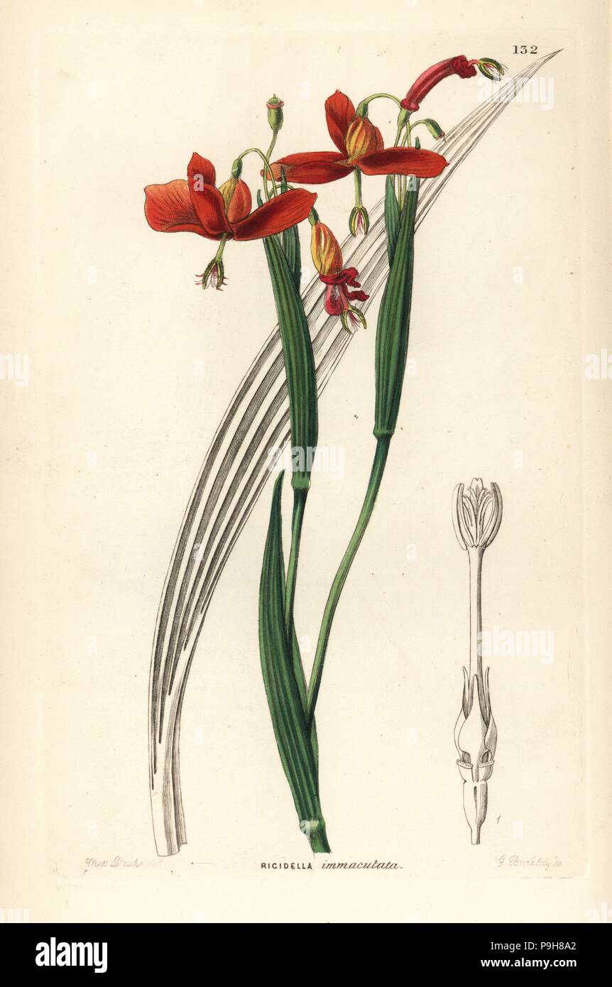 Tiger flower, Tigridia immaculata (Spotless stiff-stalk, Rigidella immaculata). Handcoloured copperplate engraving by G. Barclay after Miss Sarah Drake from John Lindley and Robert Sweet's Ornamental Flower Garden and Shrubbery, G. Willis, London, 1854. Stock Photo