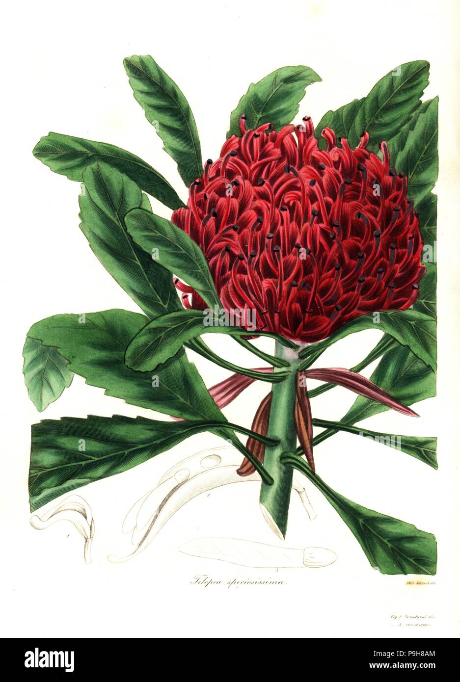 New South Wales waratah or most showy telopea, Telopea speciossima. Handcoloured copperplate engraving after a botanical illustration by Miss Maund from Benjamin Maund and the Rev. John Stevens Henslow's The Botanist, London, 1836. Stock Photo